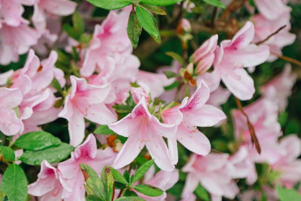 Lillies at Bellingrath Gardens & Home