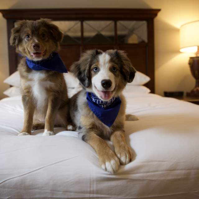 Two dogs sitting on bed in hotel room.
