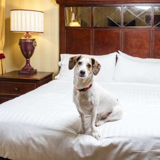 dog on a bed in a pet friendly hotel in mobile