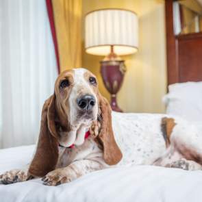 dog laying on a bed in a hotel room