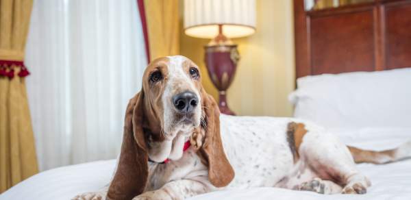 dog laying on a bed in a hotel room