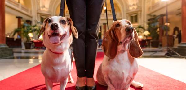 two dogs on leashes in a hotel lobby
