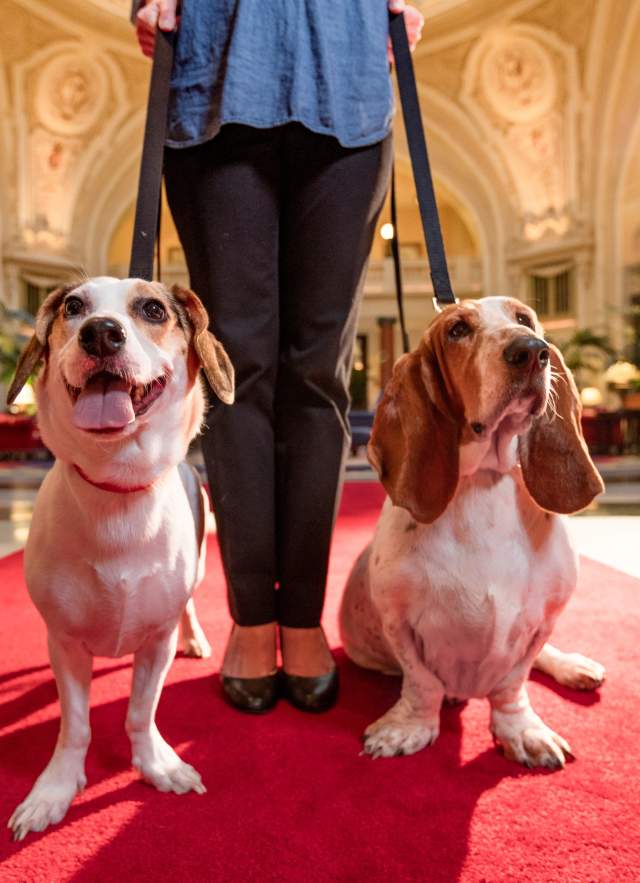 two dogs on leashes in a hotel lobby