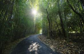 Nature trail in Mobile
