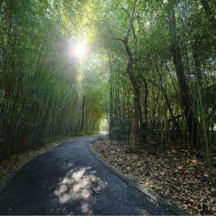 Nature trail in Mobile