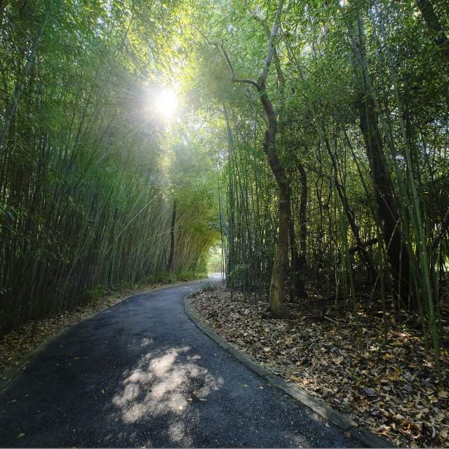 Nature trail in Mobile