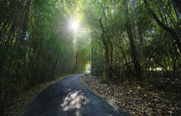 Nature trail in Mobile