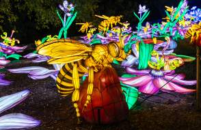 Wasps Gulf Coast Chinese Lantern Festival
