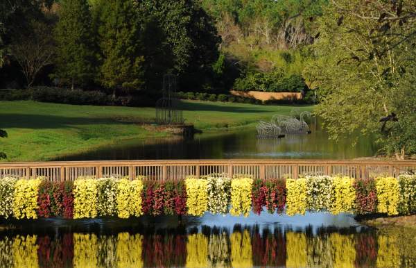 Mums cascading over a bridge over water