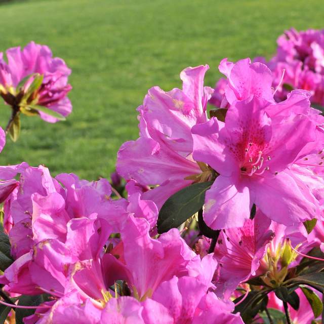flowering Azaleas