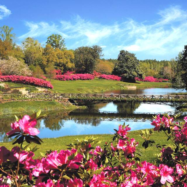 pond with a bridge surrounded by flowering azaleas