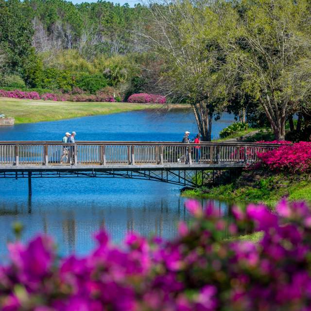 azaleas with people crossing a bridge over water in the background