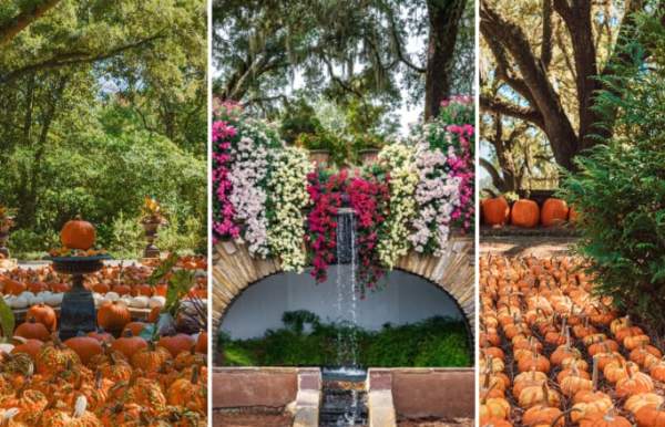 The Great Bellingrath Harvest