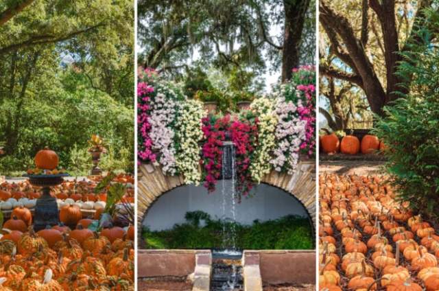 The Great Bellingrath Harvest