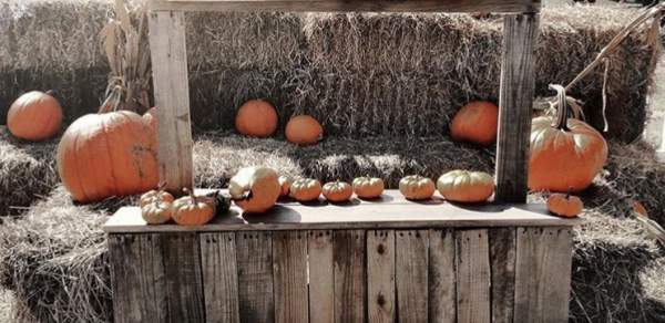 wooden stand with pumpkins and a childlike sign reading "pumpkins"