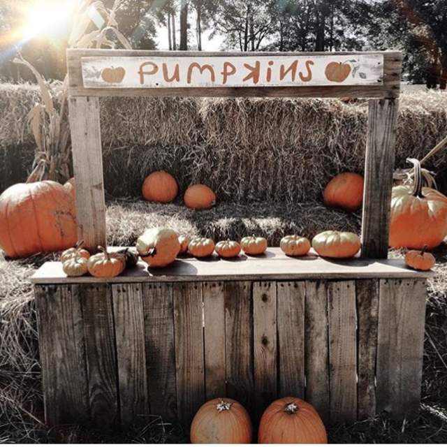 wooden stand with pumpkins and a childlike sign reading "pumpkins"