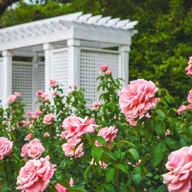 Rose garden at Bellingrath Gardens & Home