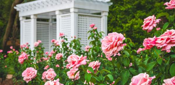 Rose garden at Bellingrath Gardens & Home