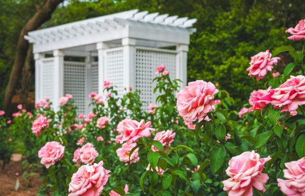 Rose garden at Bellingrath Gardens & Home