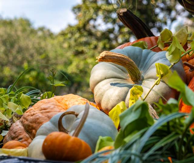 Cluster of pumpkins and gourds at Bellingrath Gardens & Home