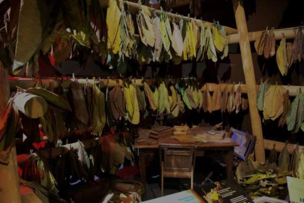 tobacco leaves hand to dry on wooden rods over a desk with cigar rolling equipment from Cuban hand-rolled cigar making