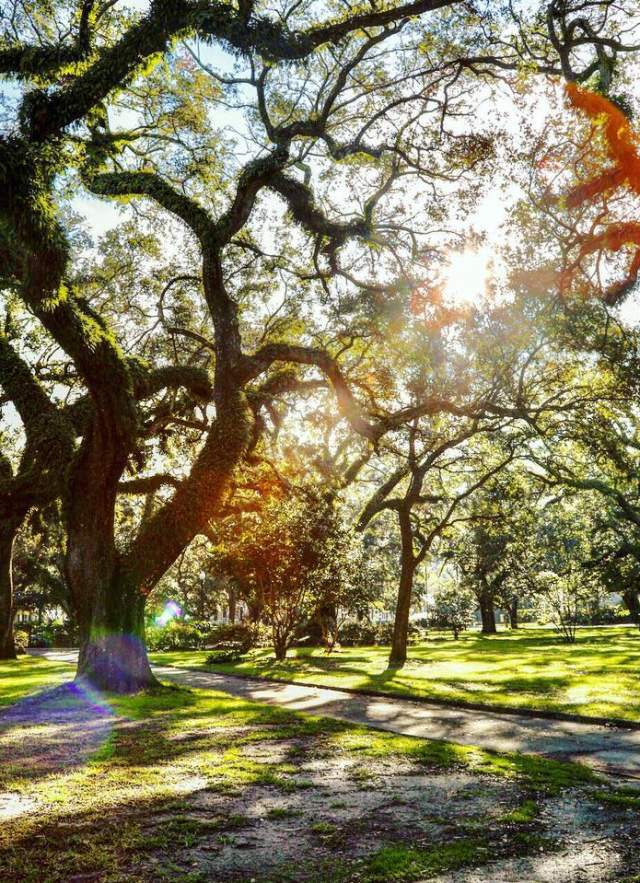 Image showing multiple oak trees.