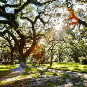Image showing multiple oak trees.