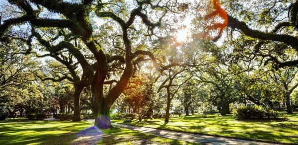Image showing multiple oak trees.