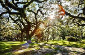 Image showing multiple oak trees.