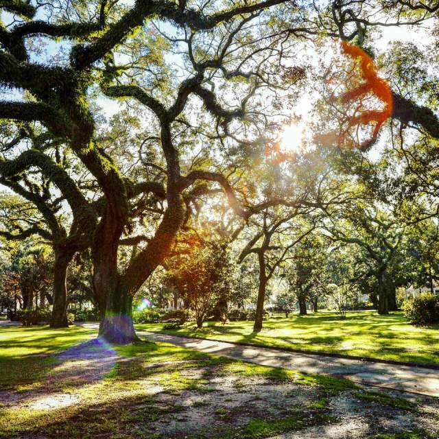 Image showing multiple oak trees.