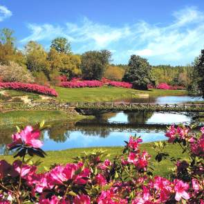 bridge over water with blooming azaleas
