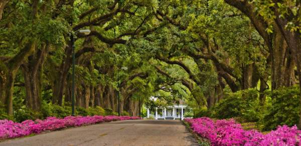 Stewartfield Ave of the Oaks