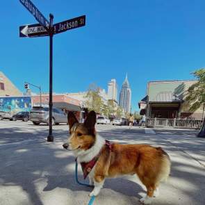 Dog standing on the corner of a street