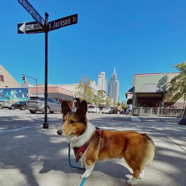 Dog standing on the corner of a street