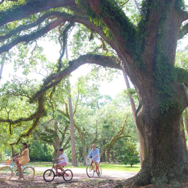 large live oak tree with three children riding bicycles