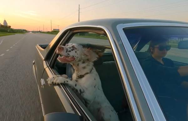 Doggone Good Dining in Mobile