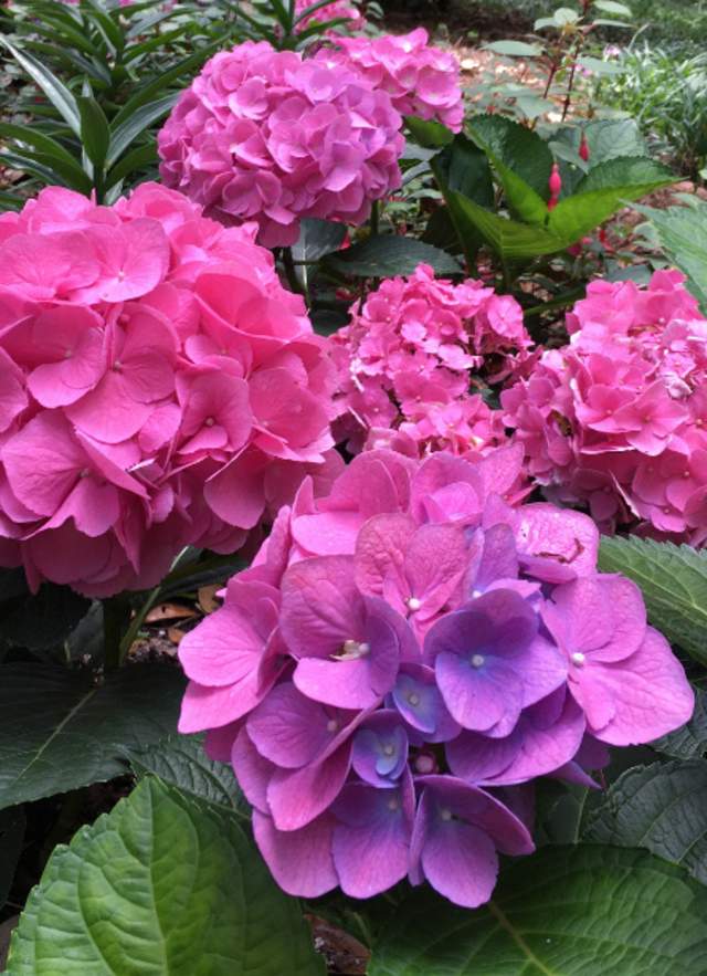 15 Enchanting Photos of Mobile in Bloom