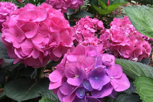hot pink hydrangeas