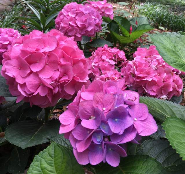 15 Enchanting Photos of Mobile in Bloom