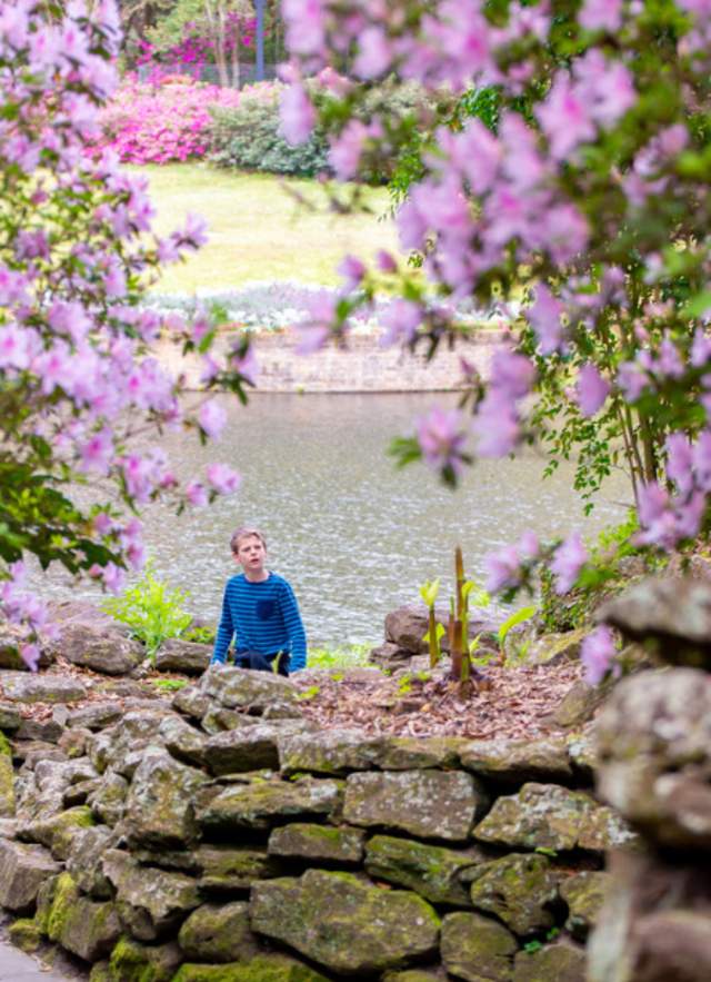 Light pink flowers around a stone wall in front of a lake
