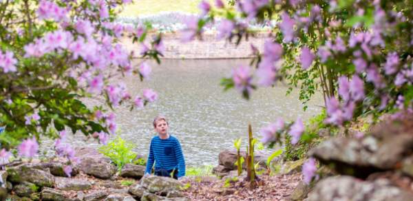 Light pink flowers around a stone wall in front of a lake