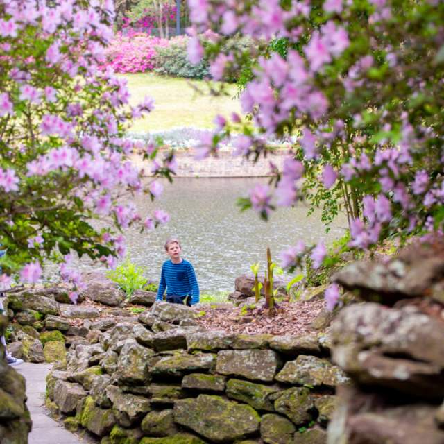 Light pink flowers around a stone wall in front of a lake