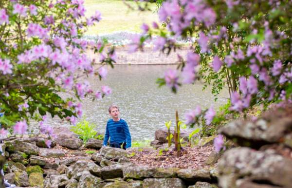 Light pink flowers around a stone wall in front of a lake