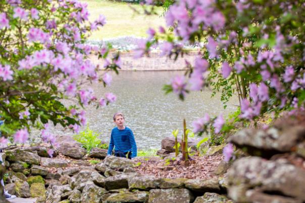 Light pink flowers around a stone wall in front of a lake