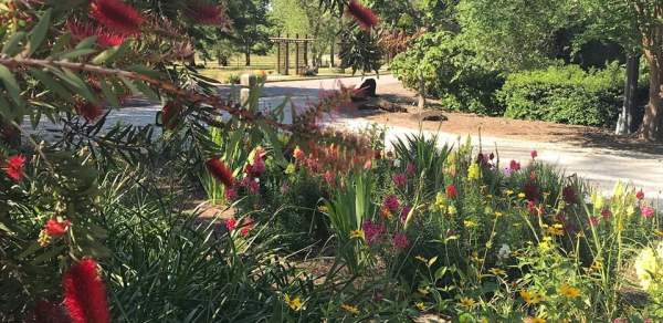 Flowering plants along a path