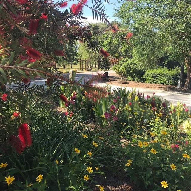 Flowering plants along a path