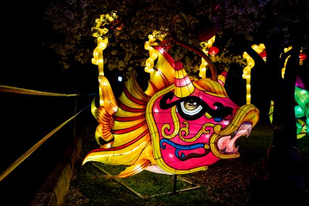 Fish light up display at Gulf Coast Chinese Lantern Festival