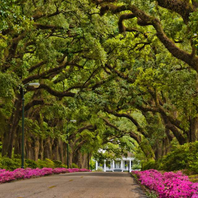 street lined with oak trees and azaleas leading to a historic building