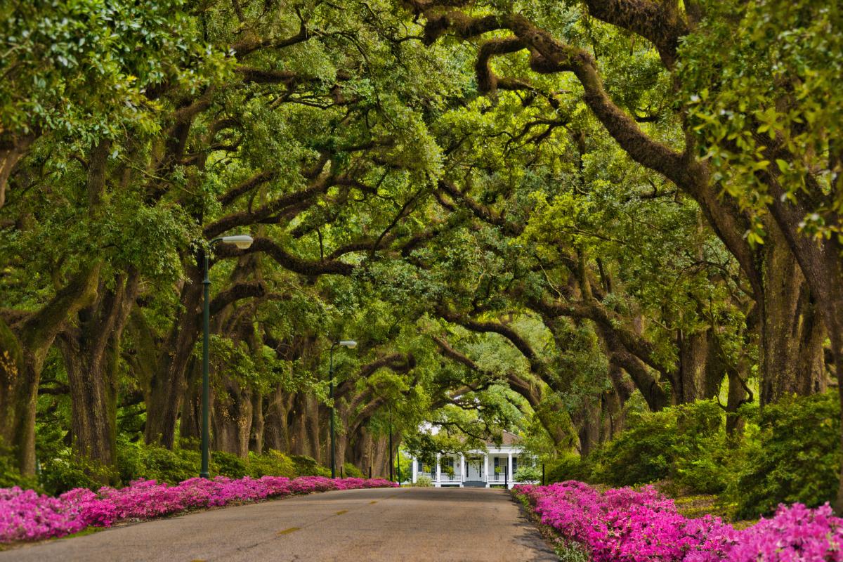 a tree tunnel near a college in mobile al