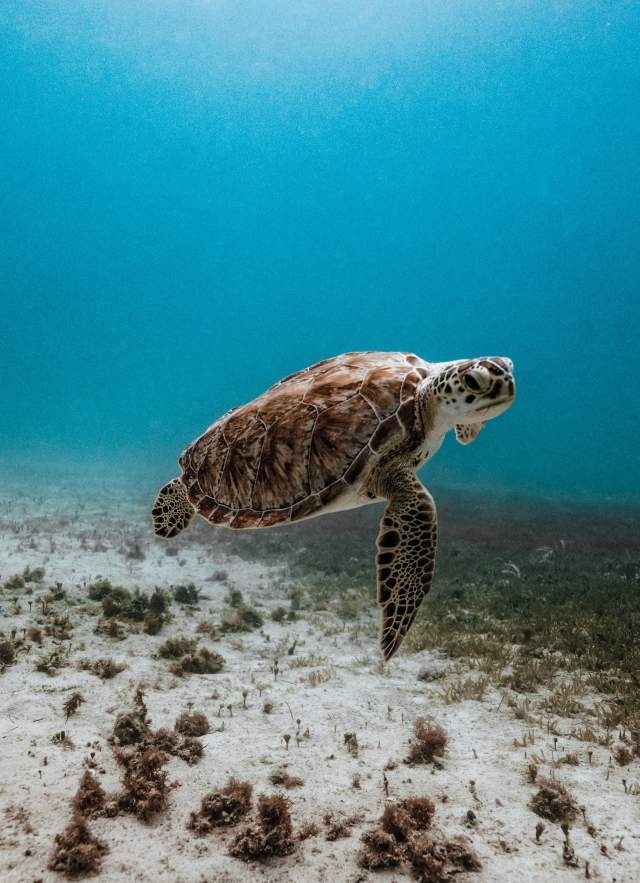 Sea Turtle Nesting Season on Dauphin Island: What You Need to Know